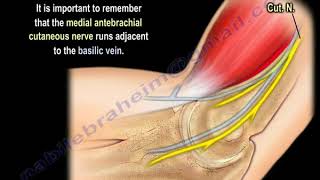 NERVE INJURY The Medial Antebrachial Cutaneous Everything You Need To Know  Dr Nabil Ebraheim [upl. by Wrdna]