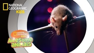 Rat Genius  Awesome Animals [upl. by Yaner]