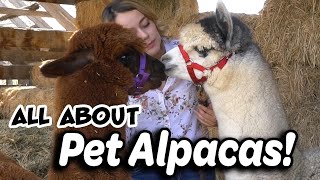 Alpaca Basics for New Owners [upl. by Remle848]