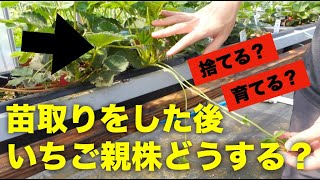 【いちごの苗作り】いちごの苗取り後の親株は捨てるべき？翌年も育てるべき？メリットとデメリットを解説 [upl. by Negah687]