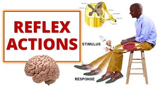 REFLEX ACTIONS Cranial and Spinal Reflexes [upl. by Deehan]