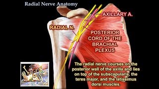 Radial Nerve Anatomy  Everything You Need To Know  Dr Nabil Ebraheim [upl. by Ag783]