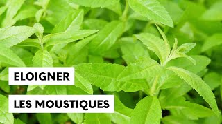 Les plantes qui éloignent les moustiques [upl. by Irac608]