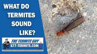 What do termites sound like Listen carefully [upl. by Akerue400]