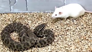 Snake attack rat Snake venom experiment [upl. by Inna]