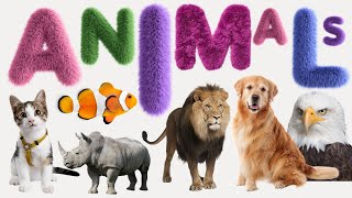 Animal  List of Animals  Name of Animals  500 Animals Name in English from A to Z [upl. by Rosy]