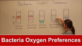 Bacteria Oxygen Requirements [upl. by Ahsirak405]