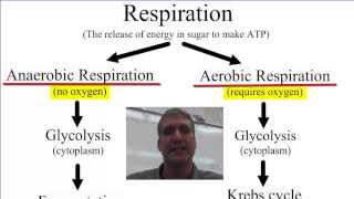 Anaerobic vs Aerobic Respiration [upl. by Pepito]