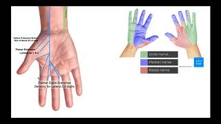 Branches of the Ulnar amp Median Nerves in Hand [upl. by Alieka175]