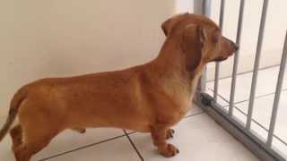 Skoloogi the miniature dachshund howling [upl. by Onfre]