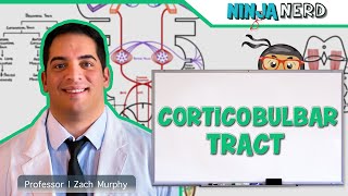 Neurology  Descending Tracts Corticobulbar Tract [upl. by Gile]