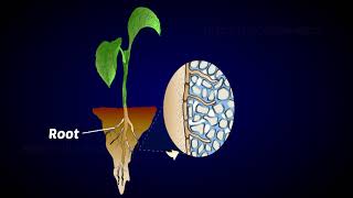 Mycorrhiza as biofertilizer [upl. by Peppi548]