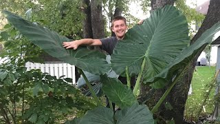 The Secret to Growing Alocasia  The Barefooted Gardener [upl. by Sacrod456]