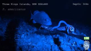 Hagfish predatory behaviour and slime defence mechanism [upl. by Oakes]