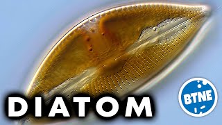 Diatoms Under The Microscope [upl. by Mitzie]