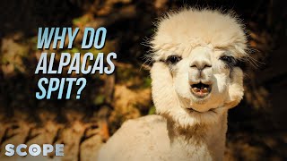 Why Do Alpacas Spit  SCOPE TV [upl. by Arualana]