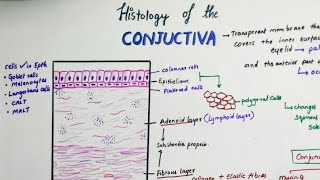 Histology Of Conjunctiva [upl. by Lihp]