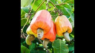 How to Roast and Shell Cashew Nuts [upl. by Asirem]