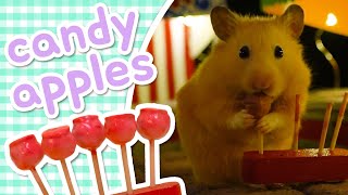 Candy Apples 🍎 HAMSTER KITCHEN [upl. by Nailuj172]