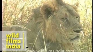 Asiatic Lion in Gir forest of Gujarat [upl. by Tiffy144]