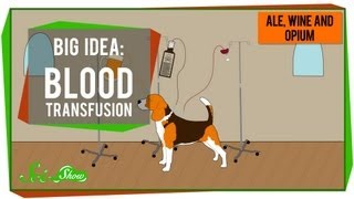 Big Idea Blood Transfusions [upl. by Guthrie]