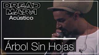 Dread Mar I  Arbol sin hojas Acústico [upl. by Monagan]