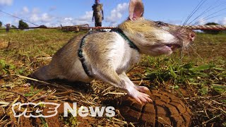 Giant Rats Are Sniffing Out Landmines and Tuberculosis [upl. by Atinihc636]