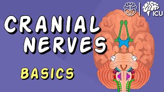 Cranial Nerve BASICS  The 12 cranial nerves and how to REMEMBER them [upl. by Burnight]