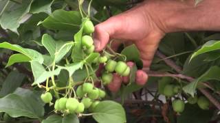 How to grow Hardy Kiwi [upl. by Peta]