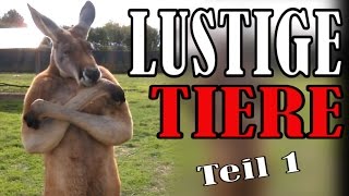 Süße und Lustige Tiervideos  ✪ Stern DuTube  Teil 1 [upl. by Lombard]