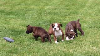 Boxer Puppies For Sale [upl. by Nyberg494]