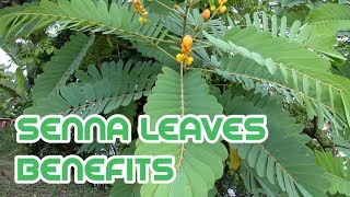 senna leaves benefits [upl. by Aicatsal]