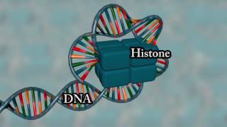 Chromosome structure  Medical animation [upl. by Lettig961]