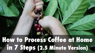 How to Process Coffee at Home in 7 Steps 25 Minute Version [upl. by Atiken]