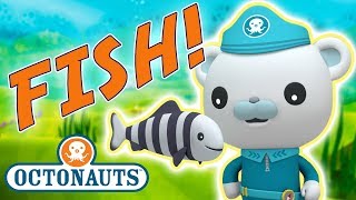 Octonauts  Learn about Fish  Cartoons for Kids  Underwater Sea Education [upl. by Anwahsar924]