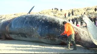 Whale explodes in mans face  February 2014 [upl. by Nanaek]