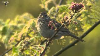 Vesper Sparrow singing [upl. by Pier]