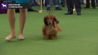 Dachshunds Longhaired  Breed Judging 2020 [upl. by Ittak]