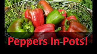 Growing Peppers In Containers Or Pots [upl. by Godding]