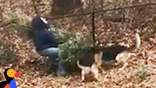 Dogs Dont Want Dad To Throw Away Christmas Tree  The Dodo [upl. by Azeret]