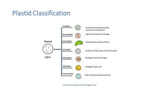 Plastids  Introduction Types and Functions [upl. by Olrac]