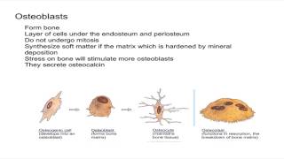 Osteogenic Cells and Osteoblasts [upl. by Orelie]