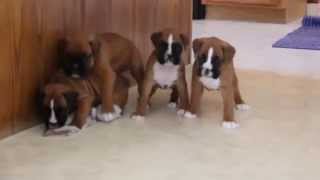 Boxer Puppies For Sale [upl. by Hsinam]