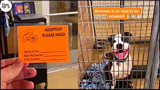 Shelter Dogs Get Adopted  Priceless Moments When Shelter Dogs Realized They Are Being Adopted [upl. by Cynthla]