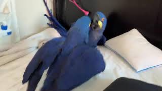 Heart melting playing between hyacinth macaw parrots [upl. by Assenal352]