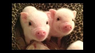 CUTE BABY PIGS COMPILATION 2018 2  Just Animal Videos [upl. by Yehus]