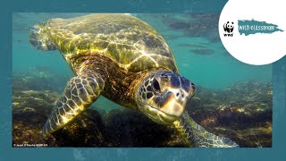 All About Sea Turtles [upl. by Ayahc]