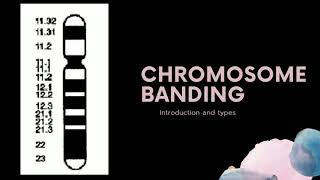 Chromosome Banding [upl. by Lothar]