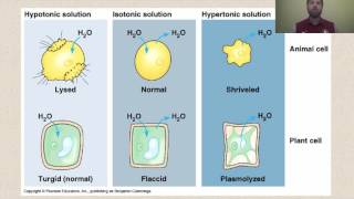 Types of Solutions [upl. by Tannie304]