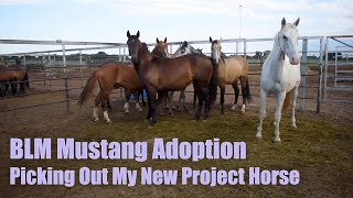 BLM MUSTANG ADOPTION  Picking Out My New Project Horse [upl. by Norak]